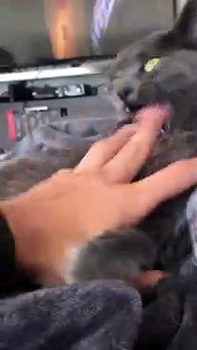 Tongue Out for Tired Cat