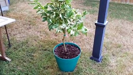 Timid Neighbor Under Lemon Tree
