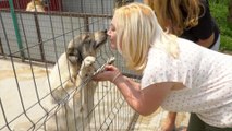 Brits Rescue Romanian Dogs - Promo