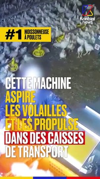 Cinq terribles machines qui bafouent le bien-être animal