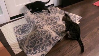 Foster kittens fight a mystery creature