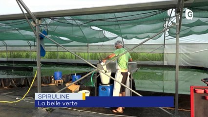 Jeunes étrangers, spiruline, zone humide - 11 SEPTEMBRE 2019