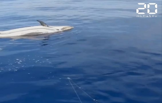 Marseille : Un dauphin pousse le cadavre d'un congénère... « C'était comme des funérailles »