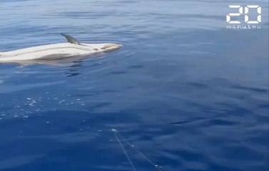 Marseille : Un dauphin pousse le cadavre d'un congénère... « C'était comme des funérailles »
