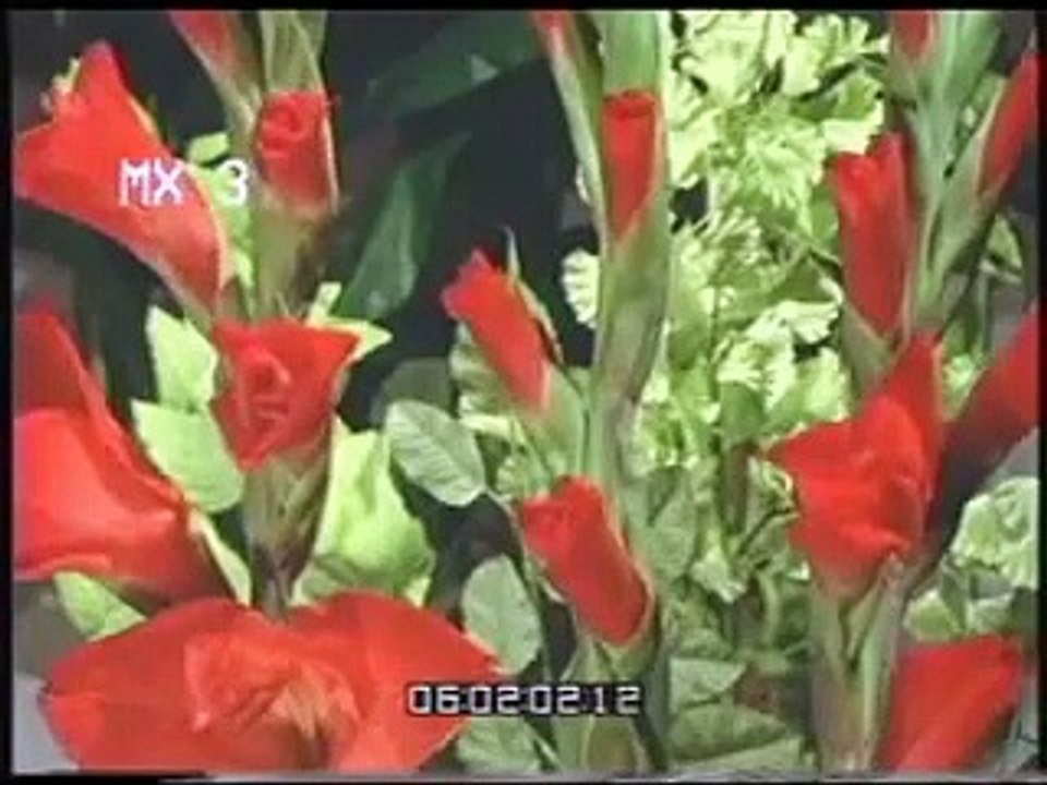 rose timelapse
