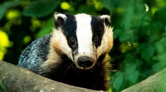 TalkRadio with Matthew Wright 9Sep19 - badger cull