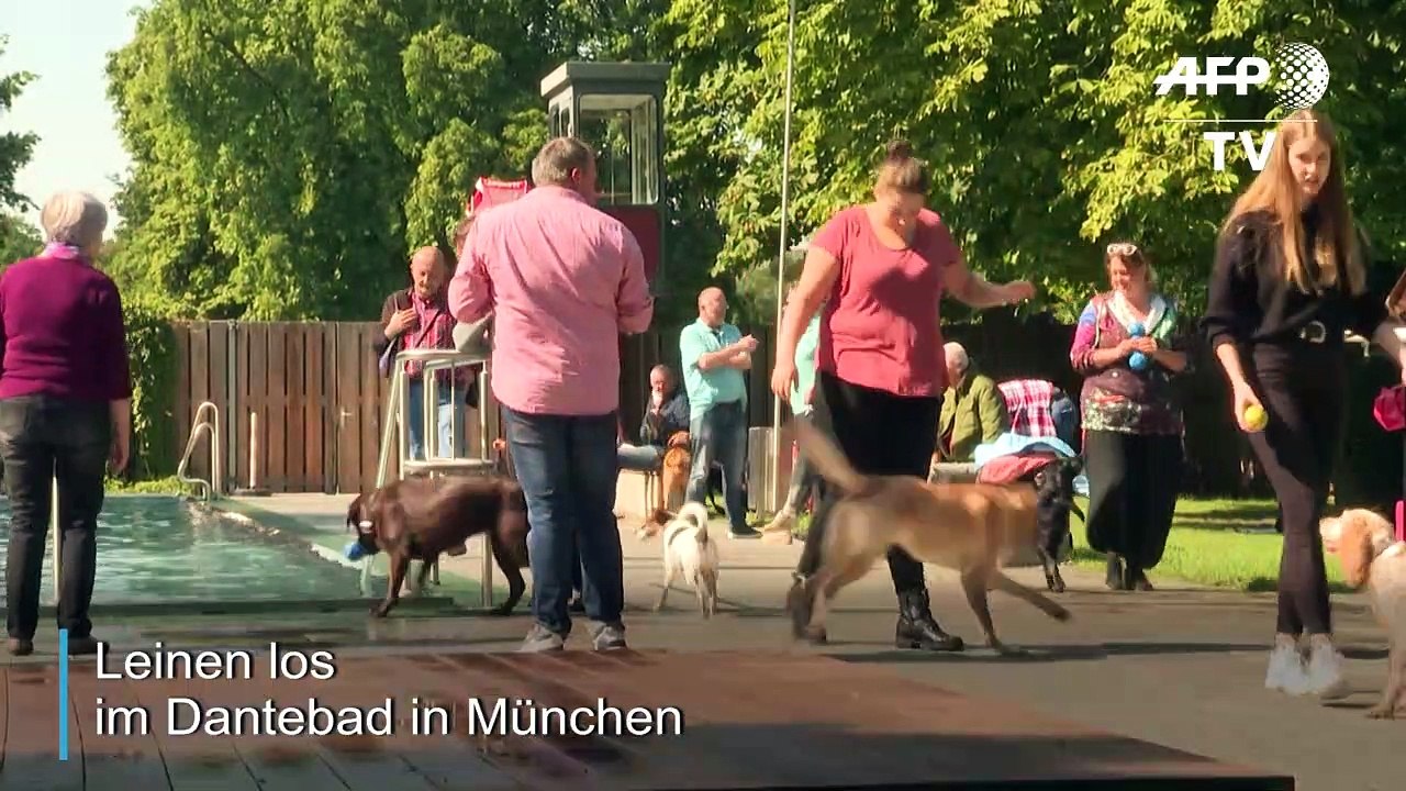 Hundebadetag im Münchner Dantebad