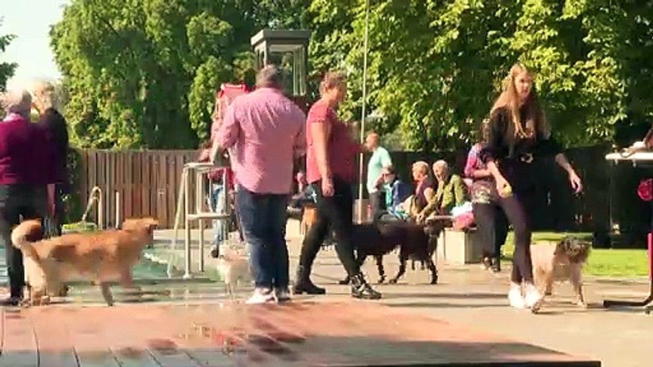 Hundebadetag im Münchner Dantebad