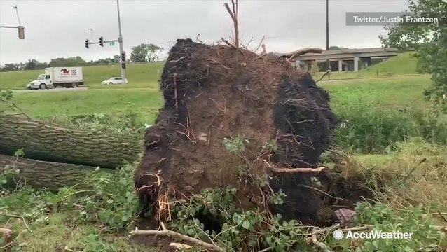 Large trees ripped from the roots after tornado