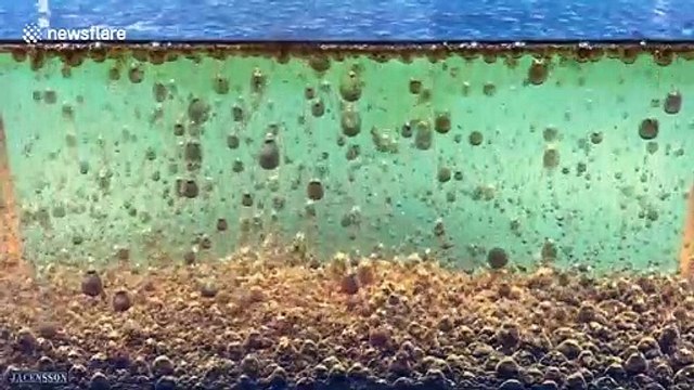 Coca + Menthos dans de l'huile : meilleure réaction chimique !