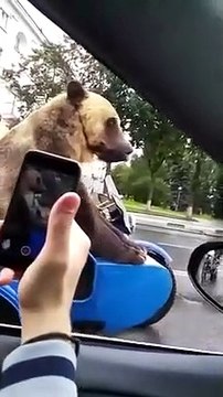 Voilà ce qu'on croise en russie : un Ours sur une moto