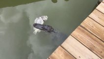 Regardez ce qui se cache sous ce ponton : un alligator en plein repas...