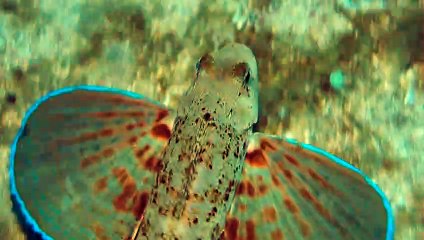 Remarkable Fish Walks in Water