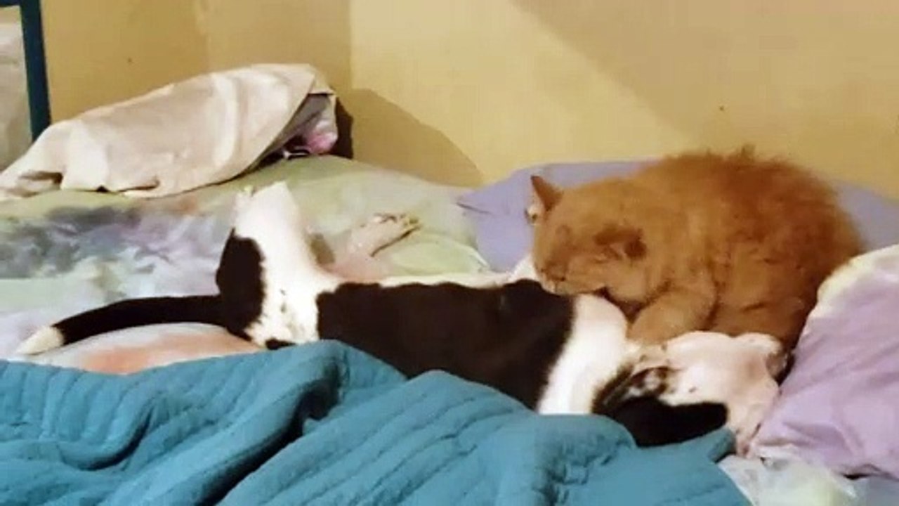 Sweet kitty kisses