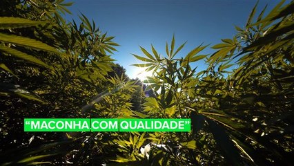 Governo holandês quer legalizar a produção de maconha