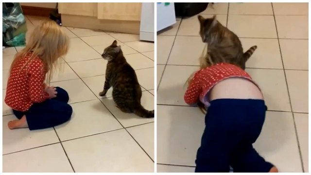 CATS FIGHT WITH BABIES - MOST Crazy Cats Annoying Babies (2019)