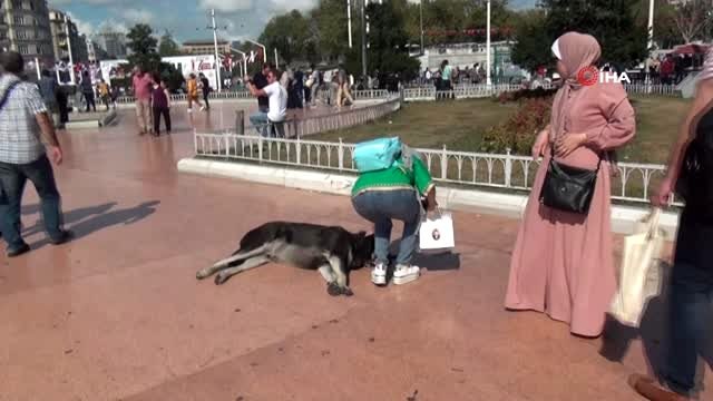 Taksim'de sevdiği köpek tarafından ısırılan turist kadın neye uğradığını şaşırdı