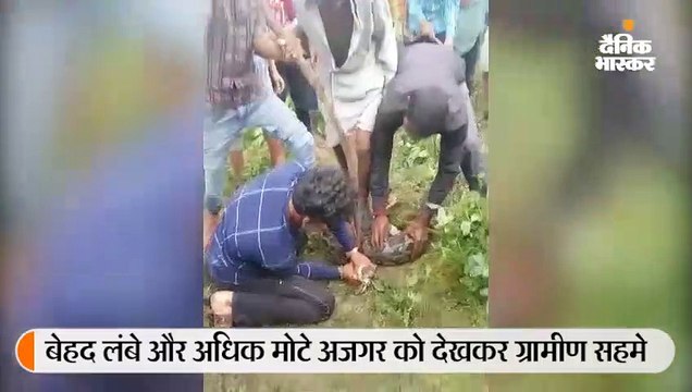 10 फीट लंबा अजगर दिखा, दो घंटे तक वन विभाग की टीम नहीं आई तो खुद ही पकड़कर चौकी ले गए ग्रामीण