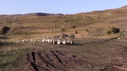 Emekli öğretmen kaz çiftliği kurdu