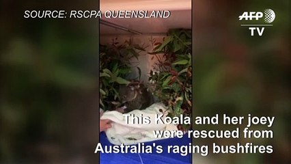 Koala and her joey rescued from Aussie wildfires