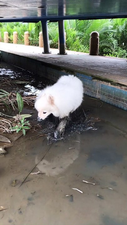 Fluffy Dog Not so White Anymore