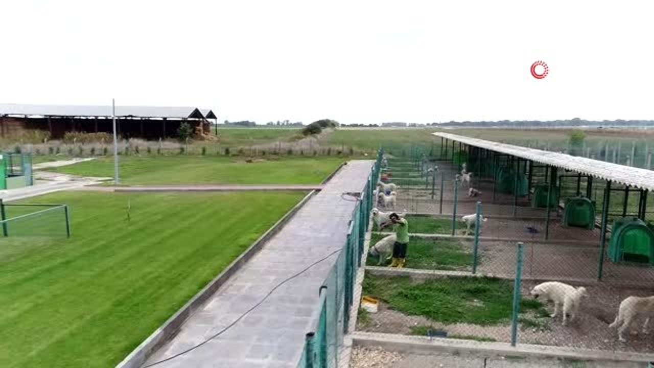 Dünyanın en iyi köpek ırklarından olan Akbaş kö...