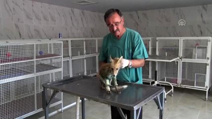 Yaralı tilki tedavi altına alındı