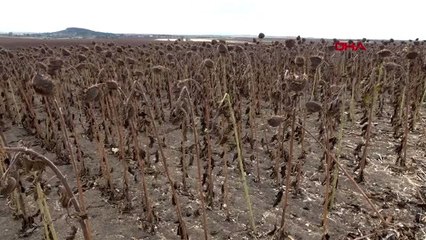 Edirne hasadı süren ayçiçeğinde fiyat endişesi