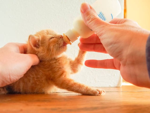 Comment nourrir un chaton orphelin ? - Vidéo Dailymotion