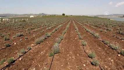 Çukurova'da lavanta yetiştiriciliği yaygınlaşıyor