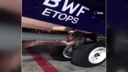 - Rus Uçağının İniş Takımlarına Kuş Sıkıştı