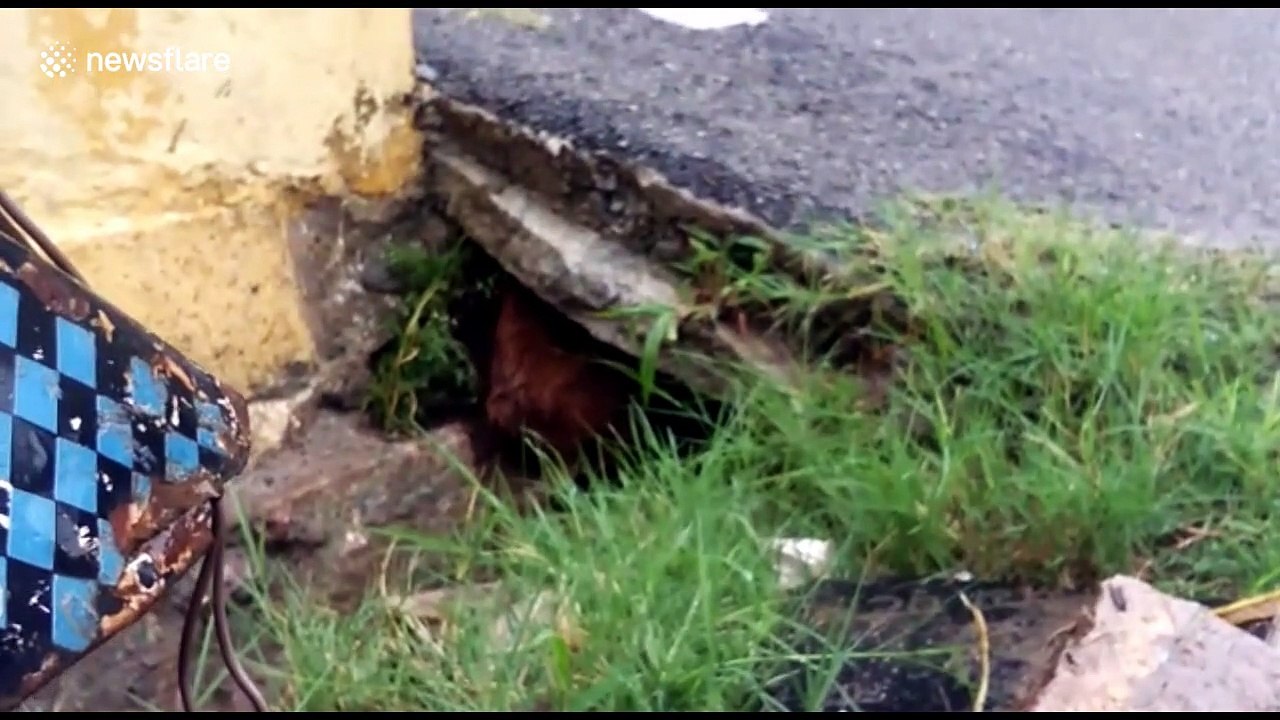Mother dog makes ‘Herculean’ effort to move pups to safety during floods in India