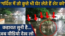 Gujarat के Girnar Forest से जब शहर में आ गए Lions, फिर क्या हुआ देखें Video | वनइंडिया हिंदी