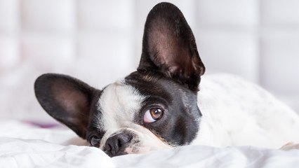 Cómo limpiar los oídos a tu perro de manera sencilla