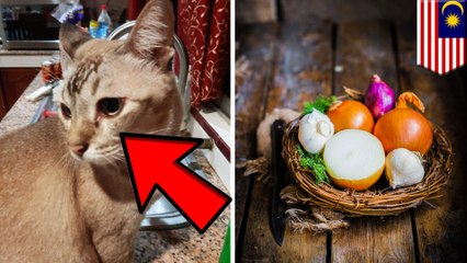 Download Video: Kucing ini menangis, karena ada irisan bawang bombay di sampingnya - TomoNews