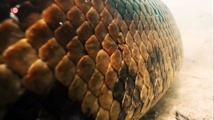 Скачать видео: Faccia a faccia con un'anaconda: il serpente nuota a due passi dal sub | Notizie.it