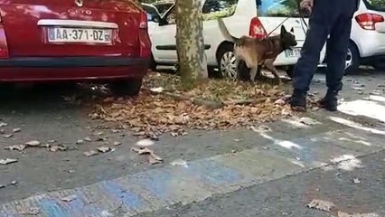 Noxx, le nouveau chien "stup" du commissariat de Besançon