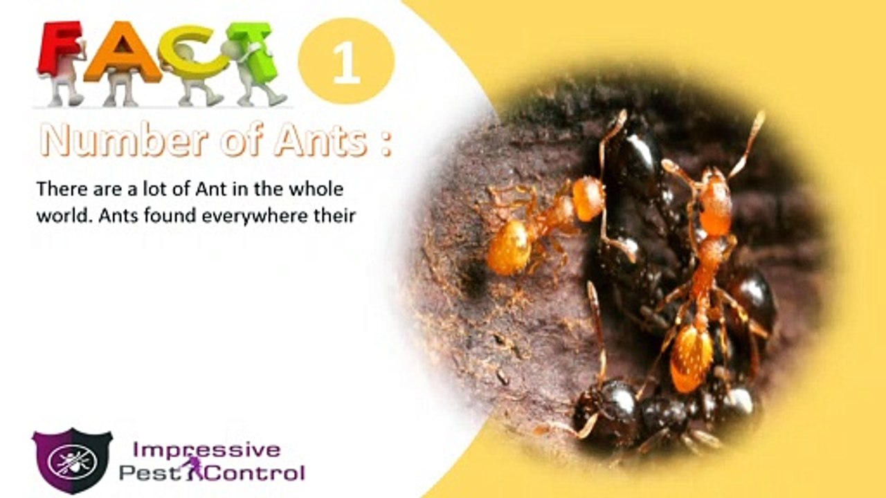 Interesting Facts you Should Know About Ants