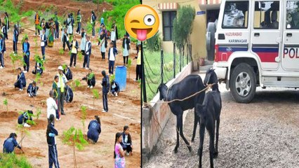 హుజురాబాద్ లో మేకలను అరెస్ట్ చేసిన పోలీసులు| Goats Eat Haritha Haram Plants,End Up In Police Station