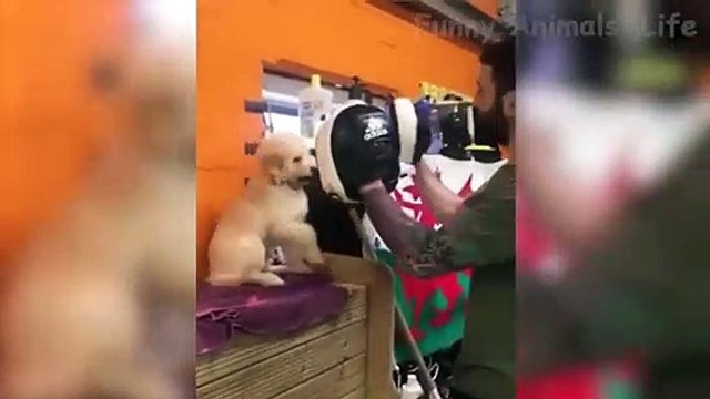 Tente não rir! Gatos Cachorros - Animais de engraçados divertidos brincando