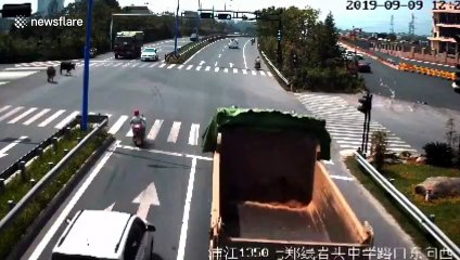 Runaway cattle battle it out in front of traffic on busy Chinese road