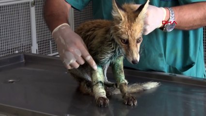 Silahla vurulan tilki tedavi altına alındı