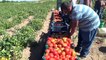 Ahlat'ta 5 bin dekarda domates yetiştirildi - BİTLİS