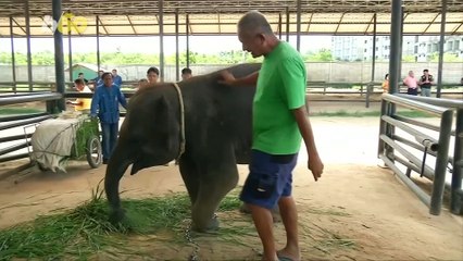 A New Home For an Adorable Crippled Thai Elephant
