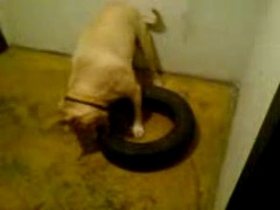 si si polo le pit