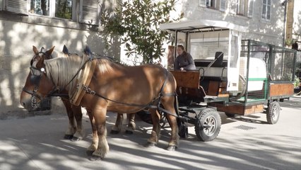 À la découverte du cheval de trait Comtois