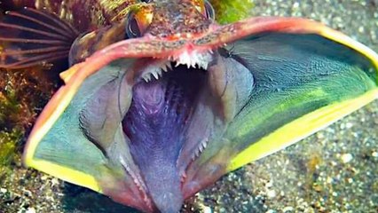 Animales del fondo marino que parecen de fantasía