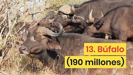 Las especies animales más pobladas en el mundo