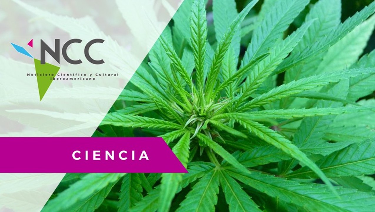 Madres luchan contra gobiernos con el cannabis como estandarte