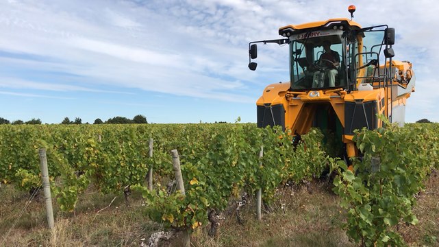 Les vendanges ont commencé dans le pays de Retz. Ici, le domaine du Sillon Côtier.
